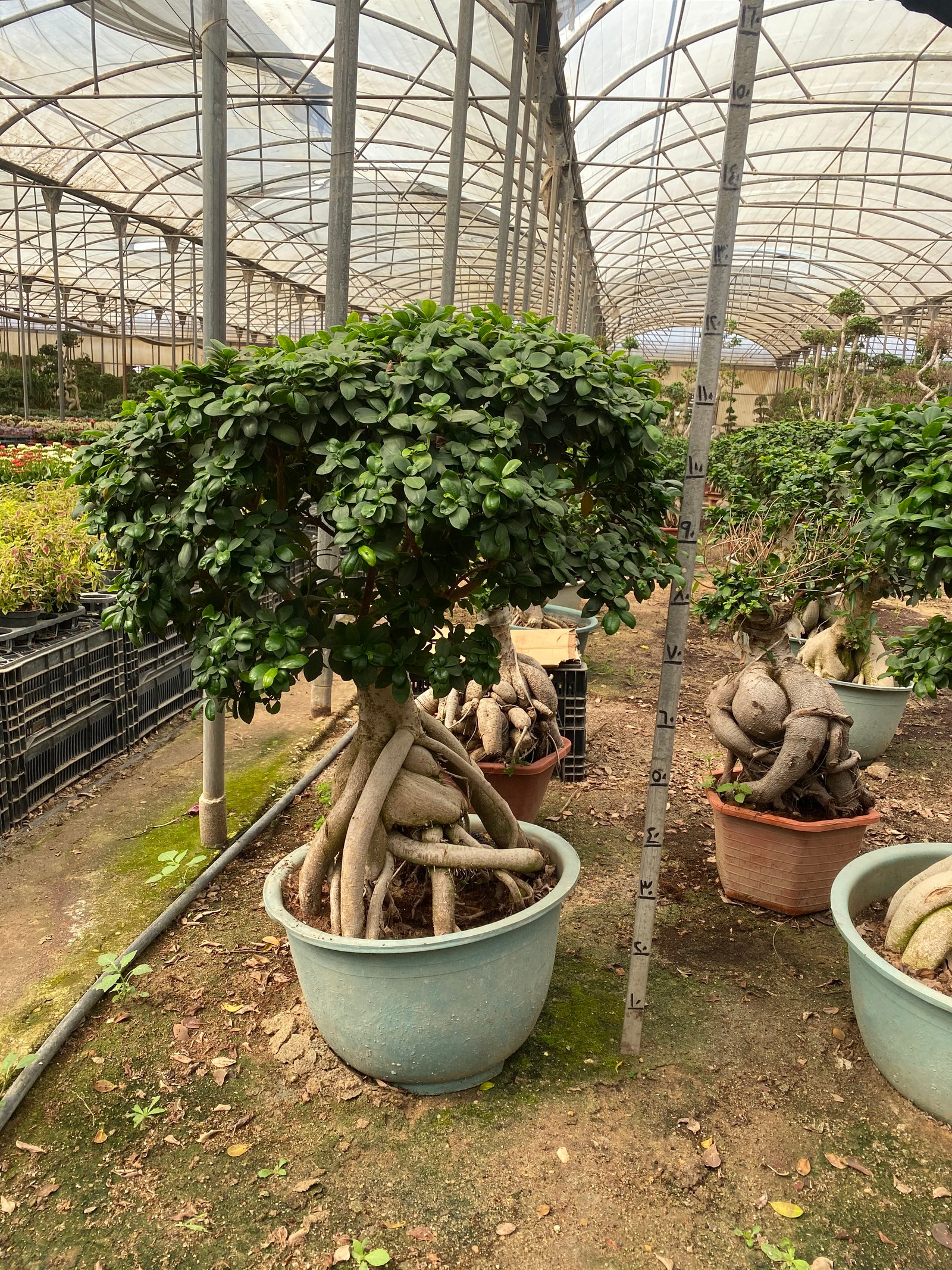 The Dome Size 6 - Image 2