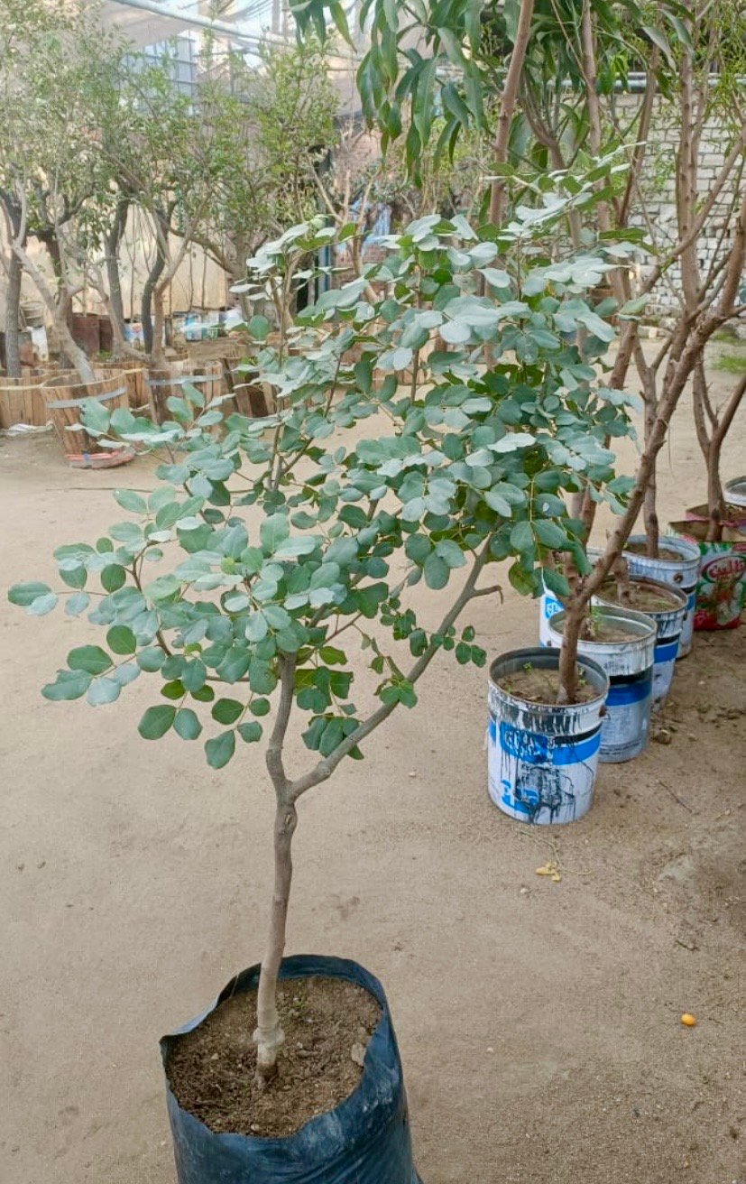 Carob Tree - Image 2