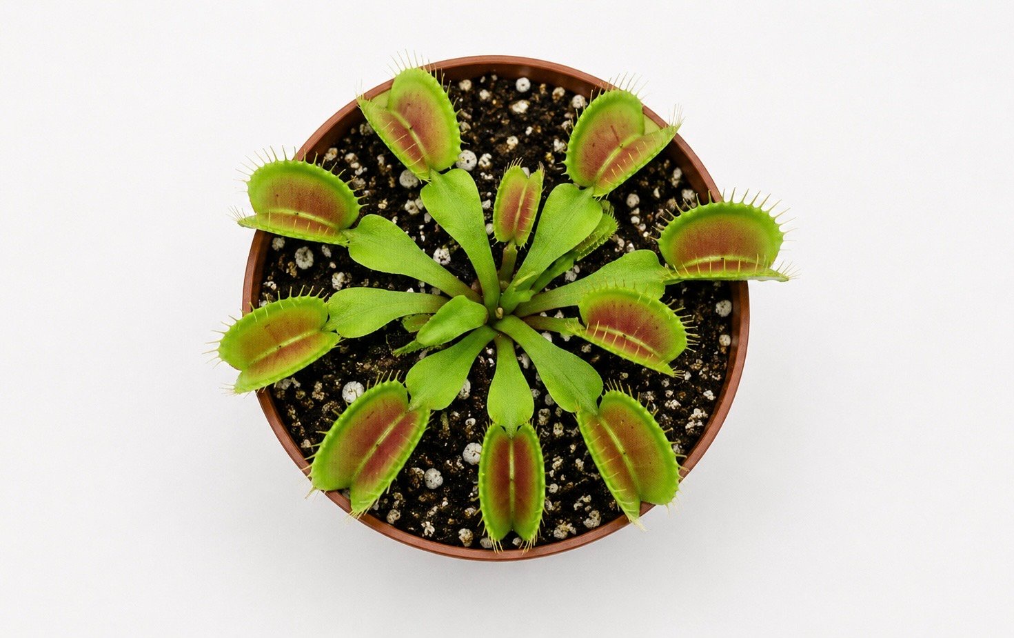 Venus Fly Trap - Image 4