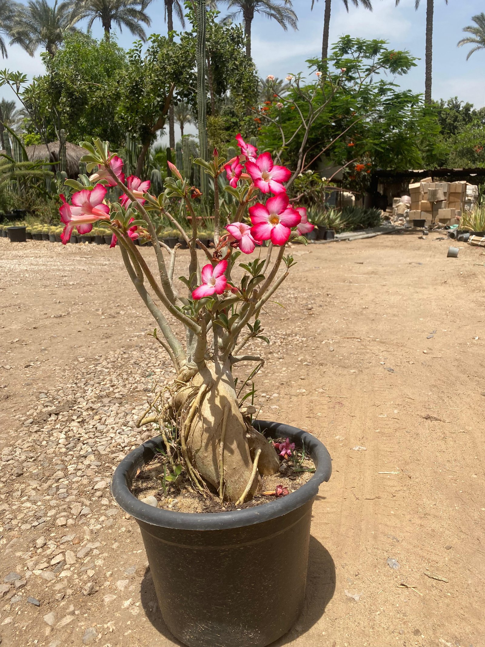 Flowery Bonsai - Image 2