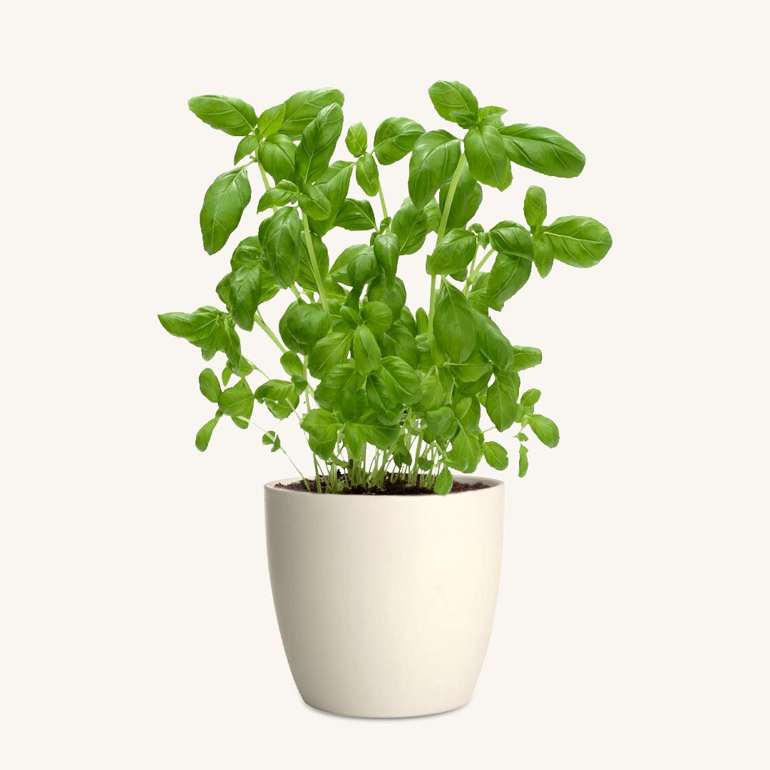Egyptian Basil - Image 1