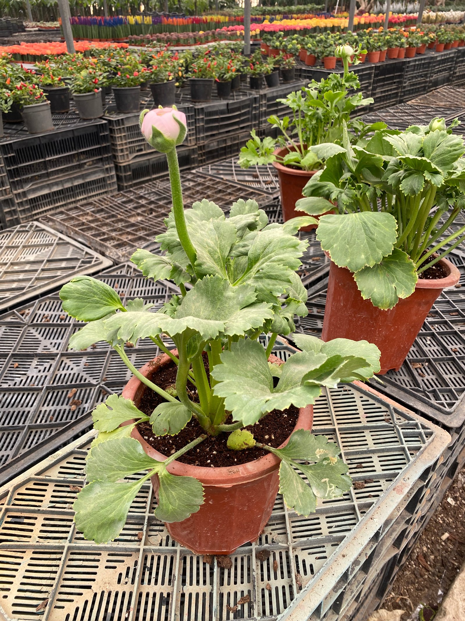 Ranunculus - Image 3