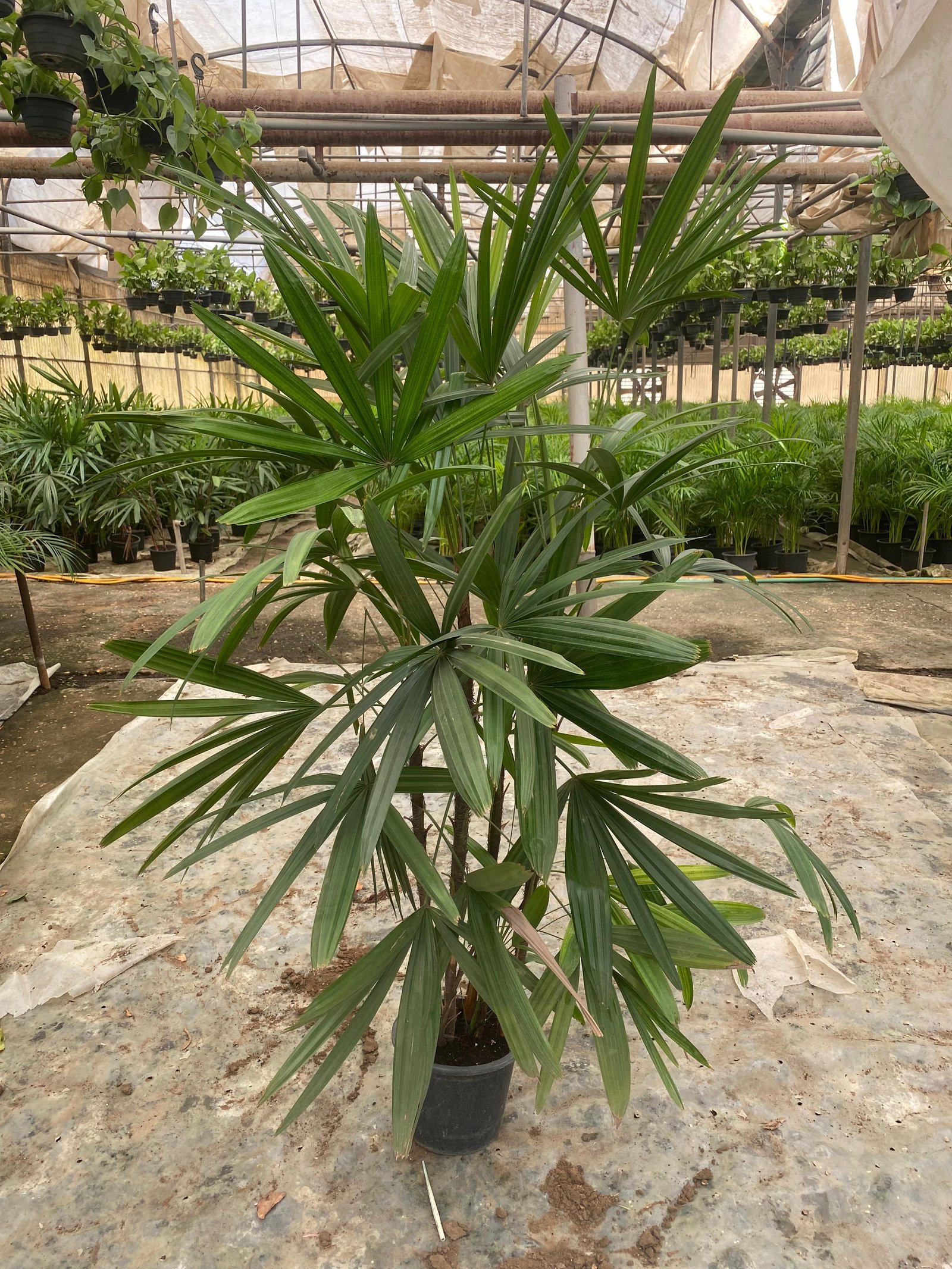 Rhapis 