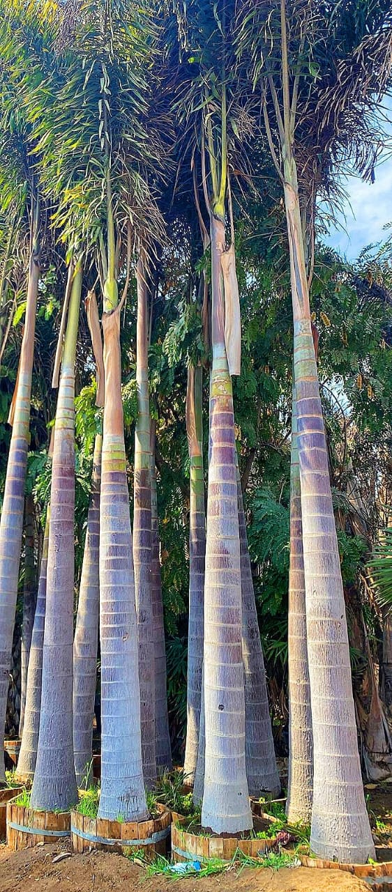 FoxTail Palm - Image 5