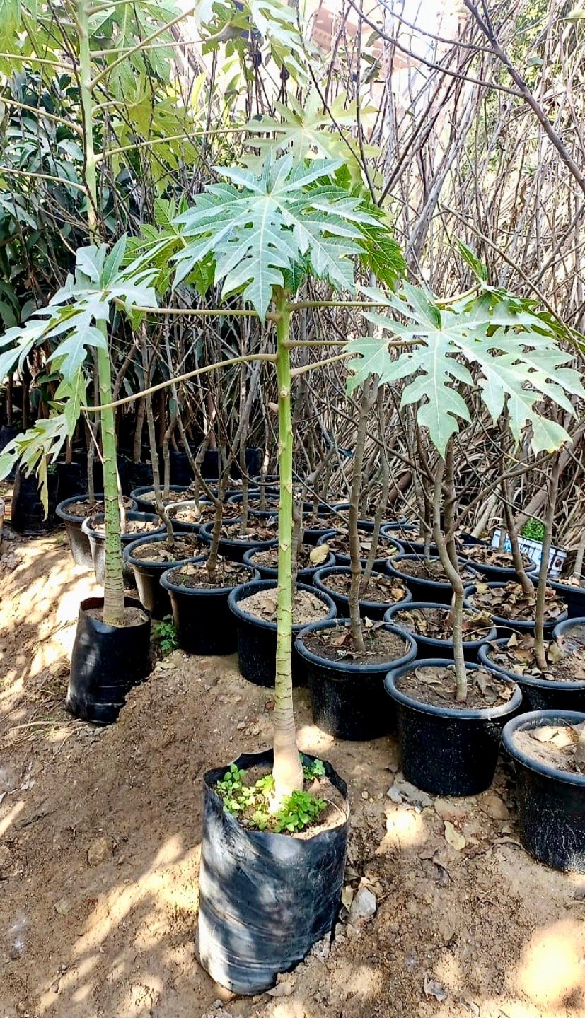 Papaya Tree  - Image 2