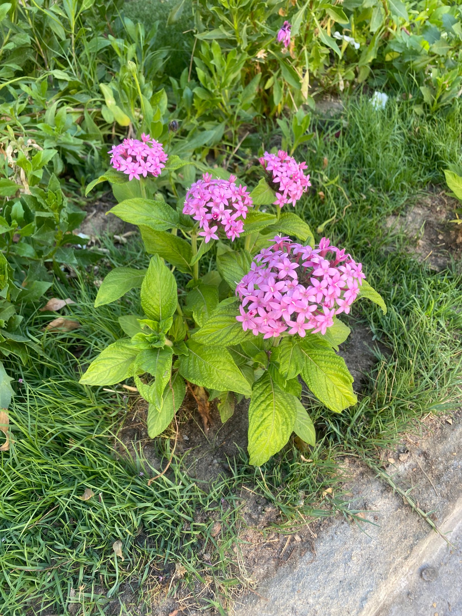 Egyptian Star Flower ( Pentas ) - Image 2