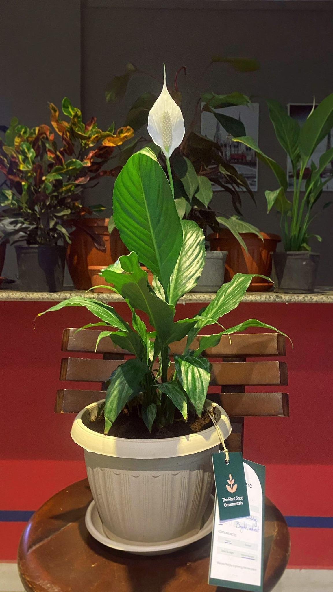 Peace Lily - Image 2