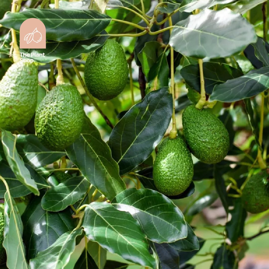 Avocado Tree - Image 1