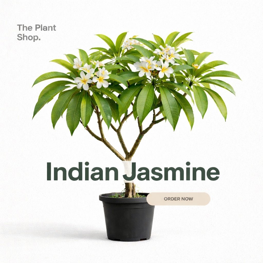 Indian Jasmine  - Image 1
