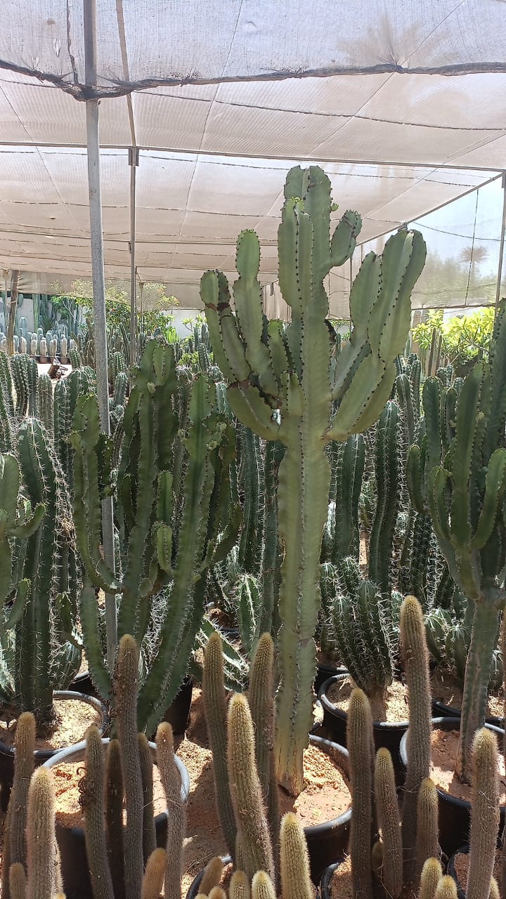 Euphorbia (ingens) - Image 1
