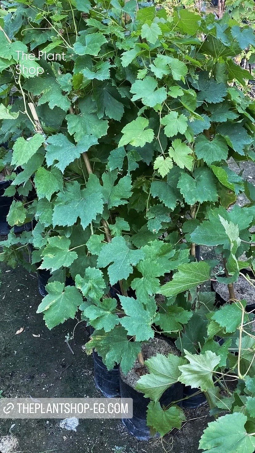 Grapes Tree - Image 2
