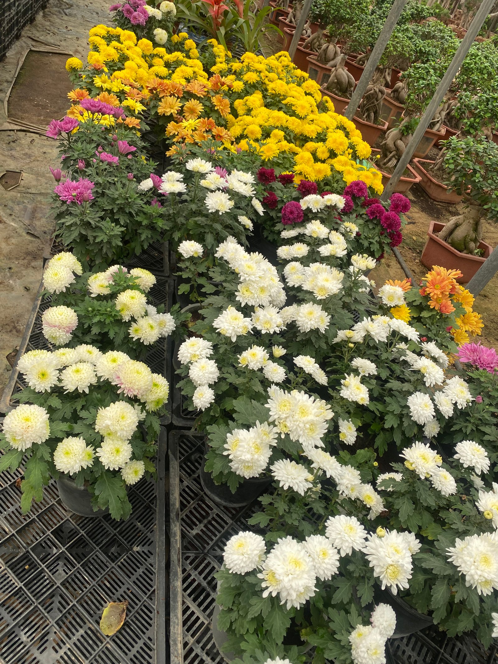 Chrysanthemum  - Image 2