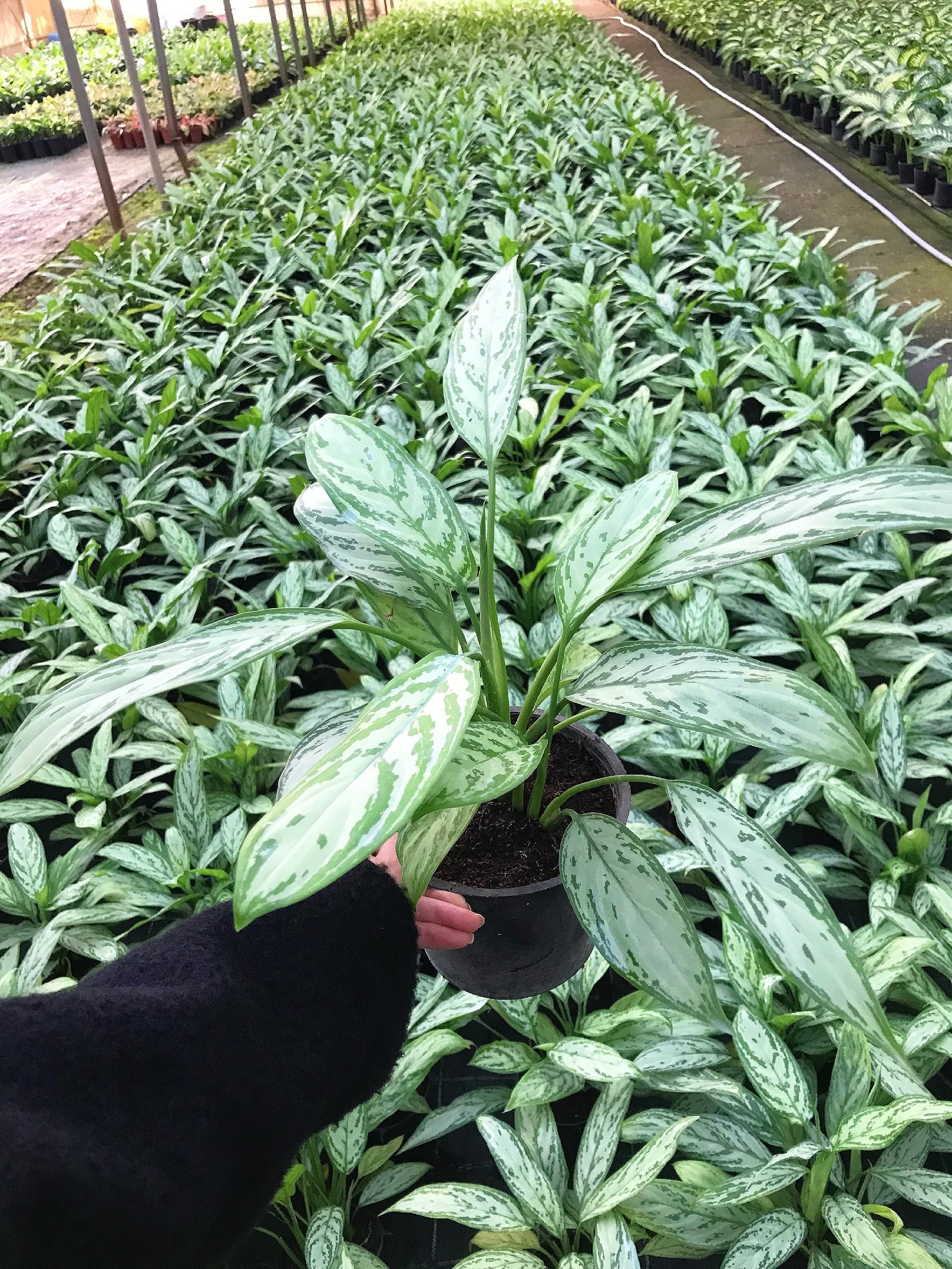 Aglaonema - Image 2