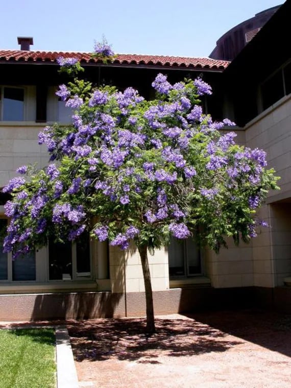 Blue Jacaranda Tree - Image 5