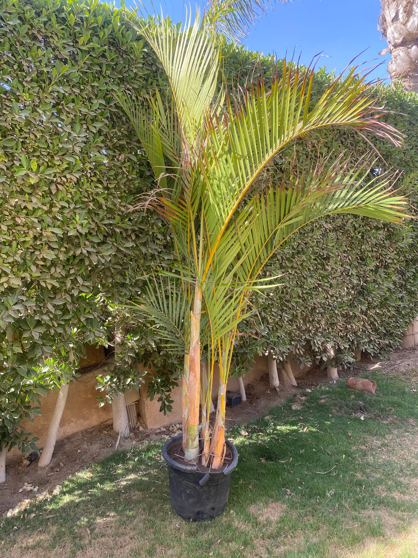 Yellow Areca outdoor - Image 2