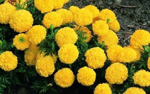 Marigold rose - Image 4
