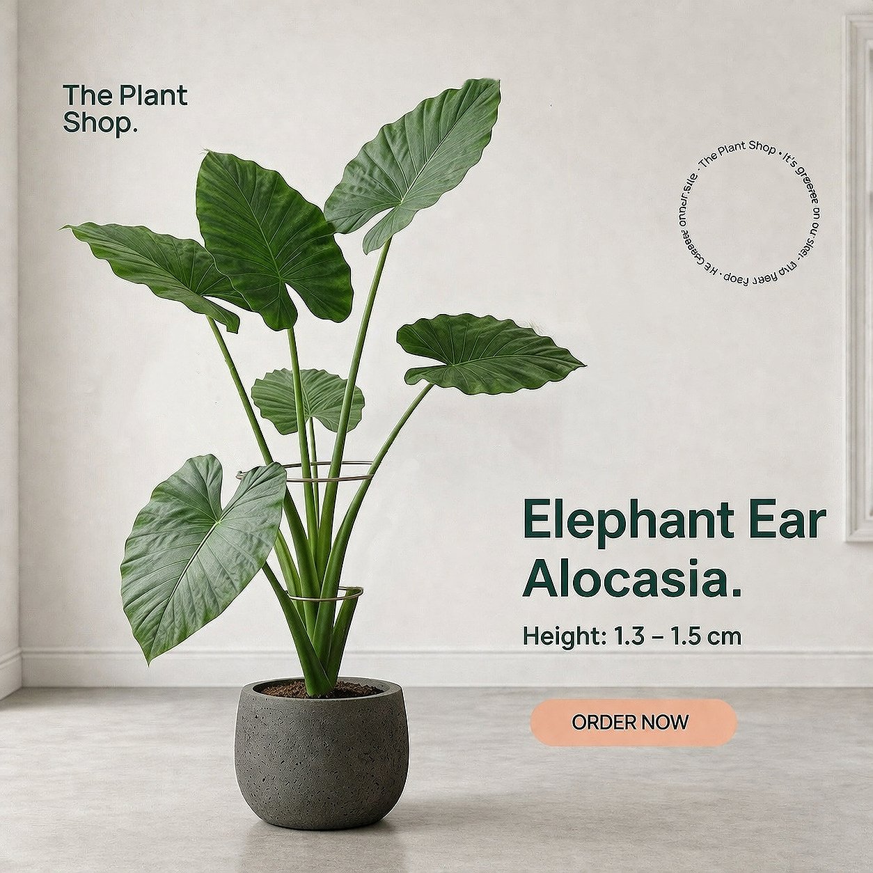 Elephant Ear Alocasia - Image 1