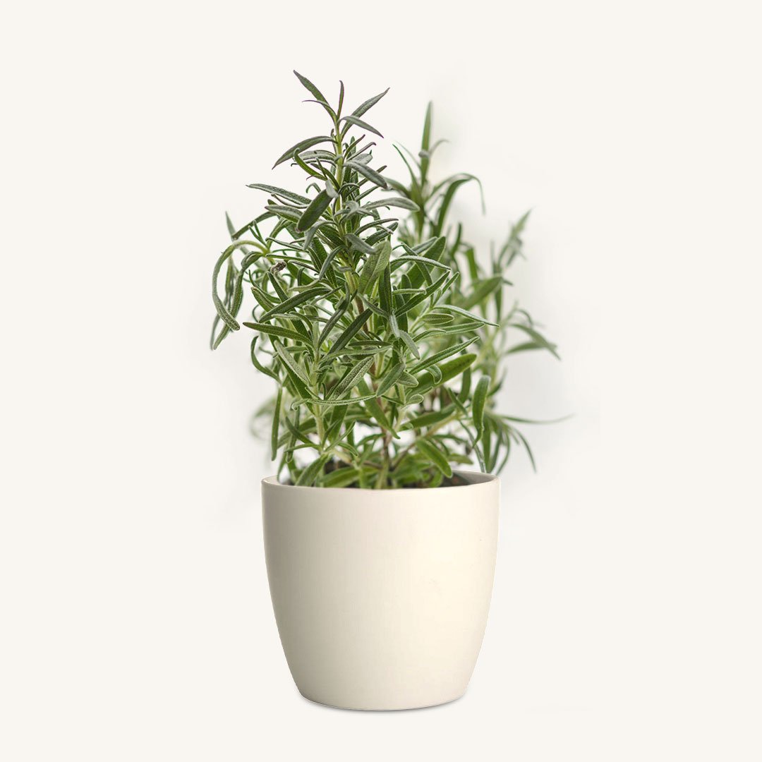 Thyme - Image 1