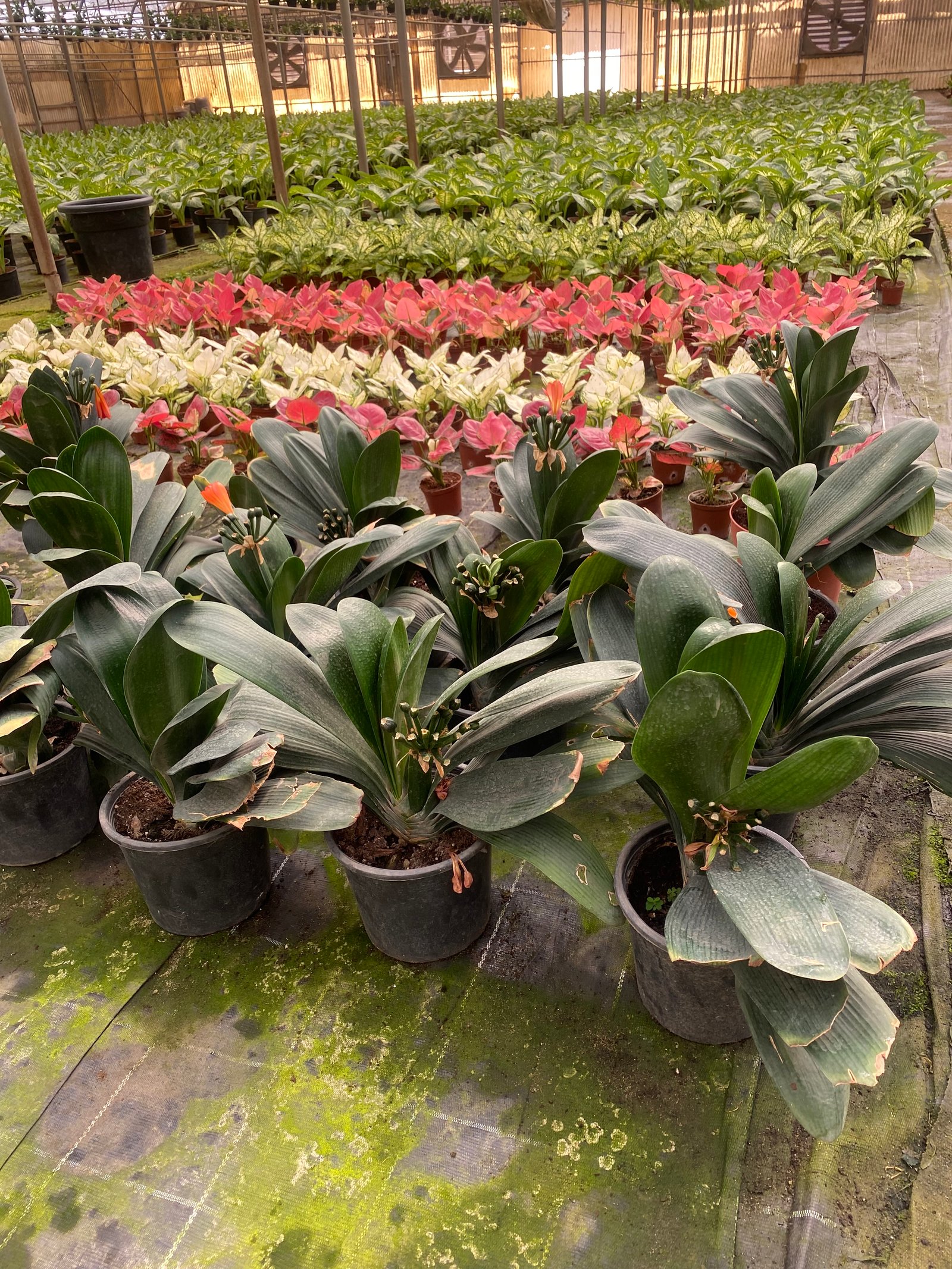 Clivia miniata - Image 3