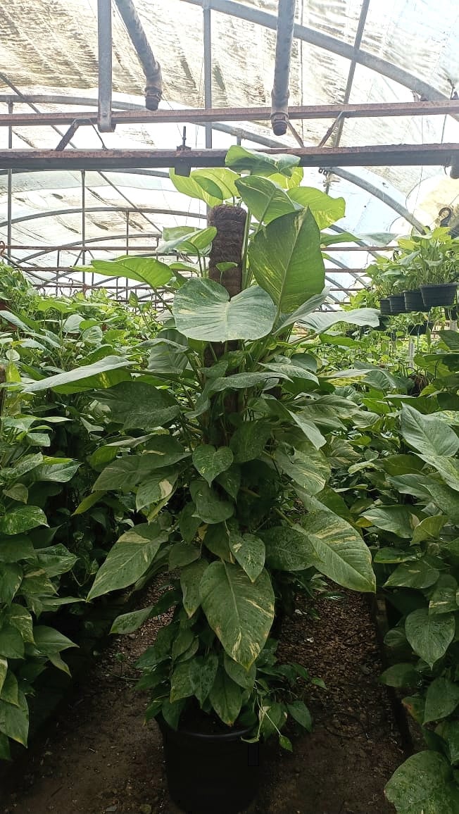 Giant Golden Pothos  - Image 5