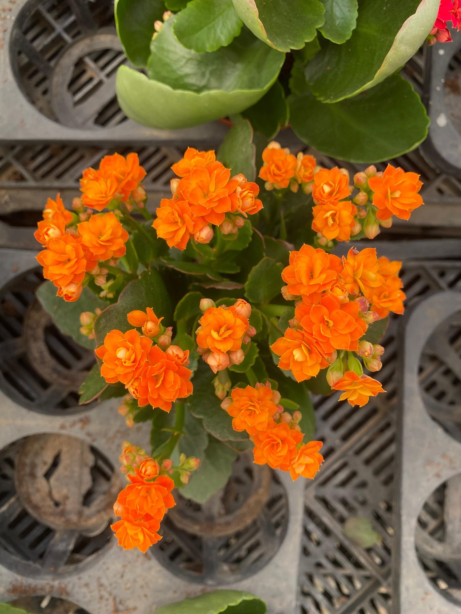 Florist Kalancheo - Image 4