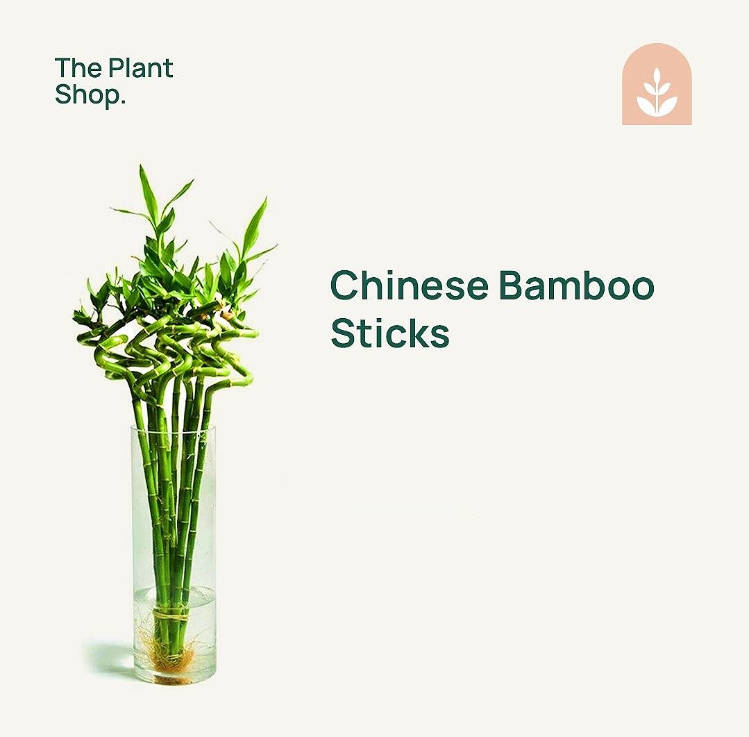 Chinese Bamboo - Image 1