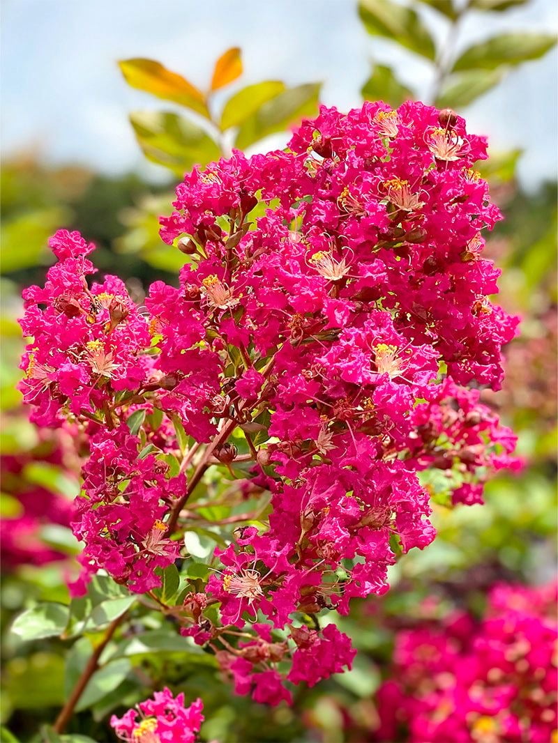 Crepe Myrtle - Image 4