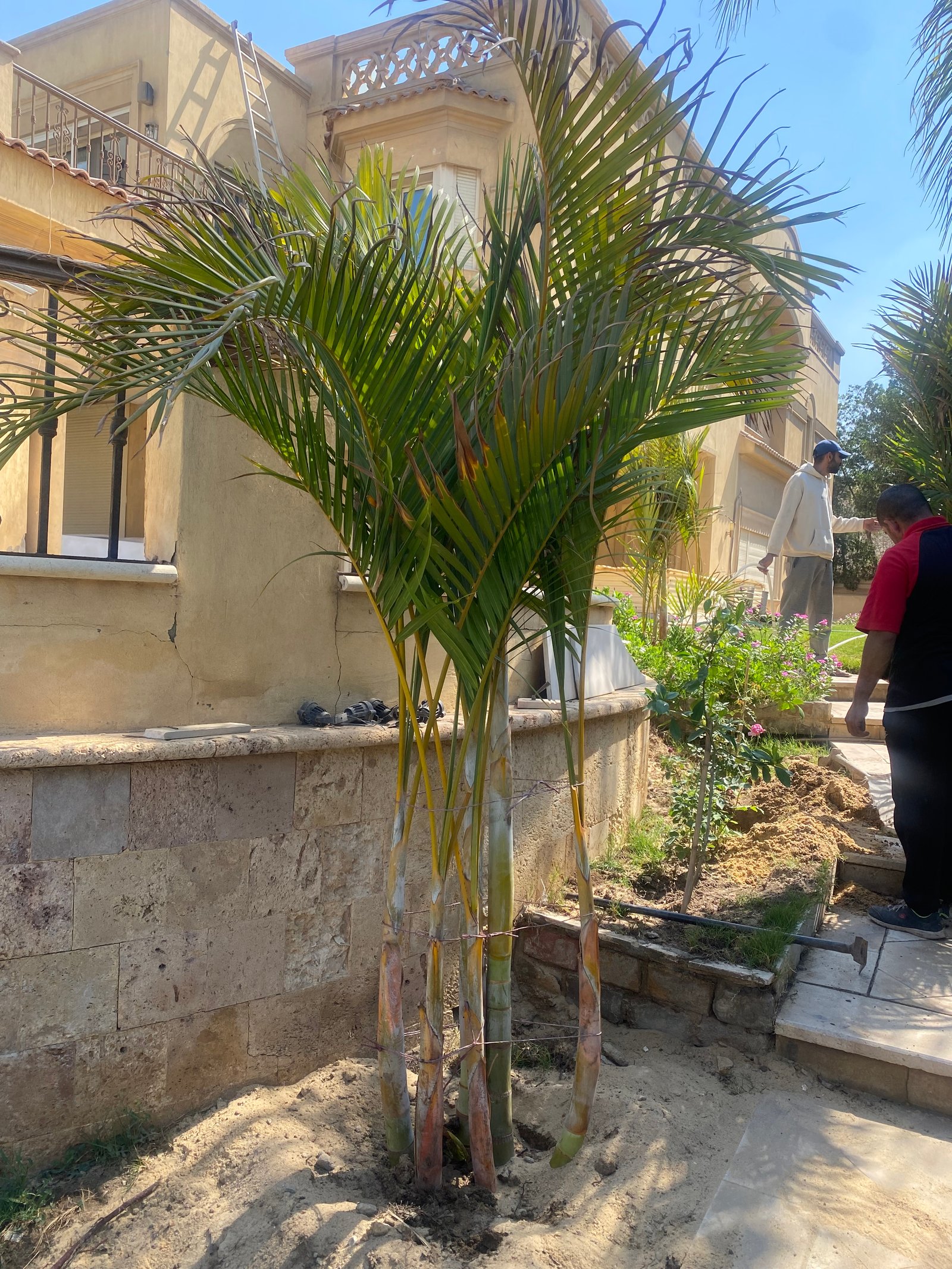 Yellow Areca outdoor - Image 5