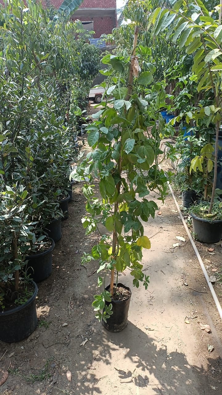 Passion Fruit  - Image 2