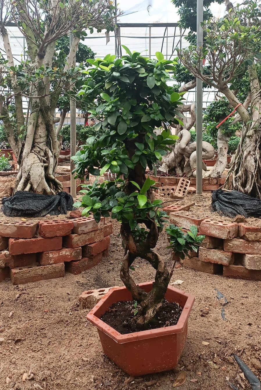 (8) Shape Bonsai - Image 4