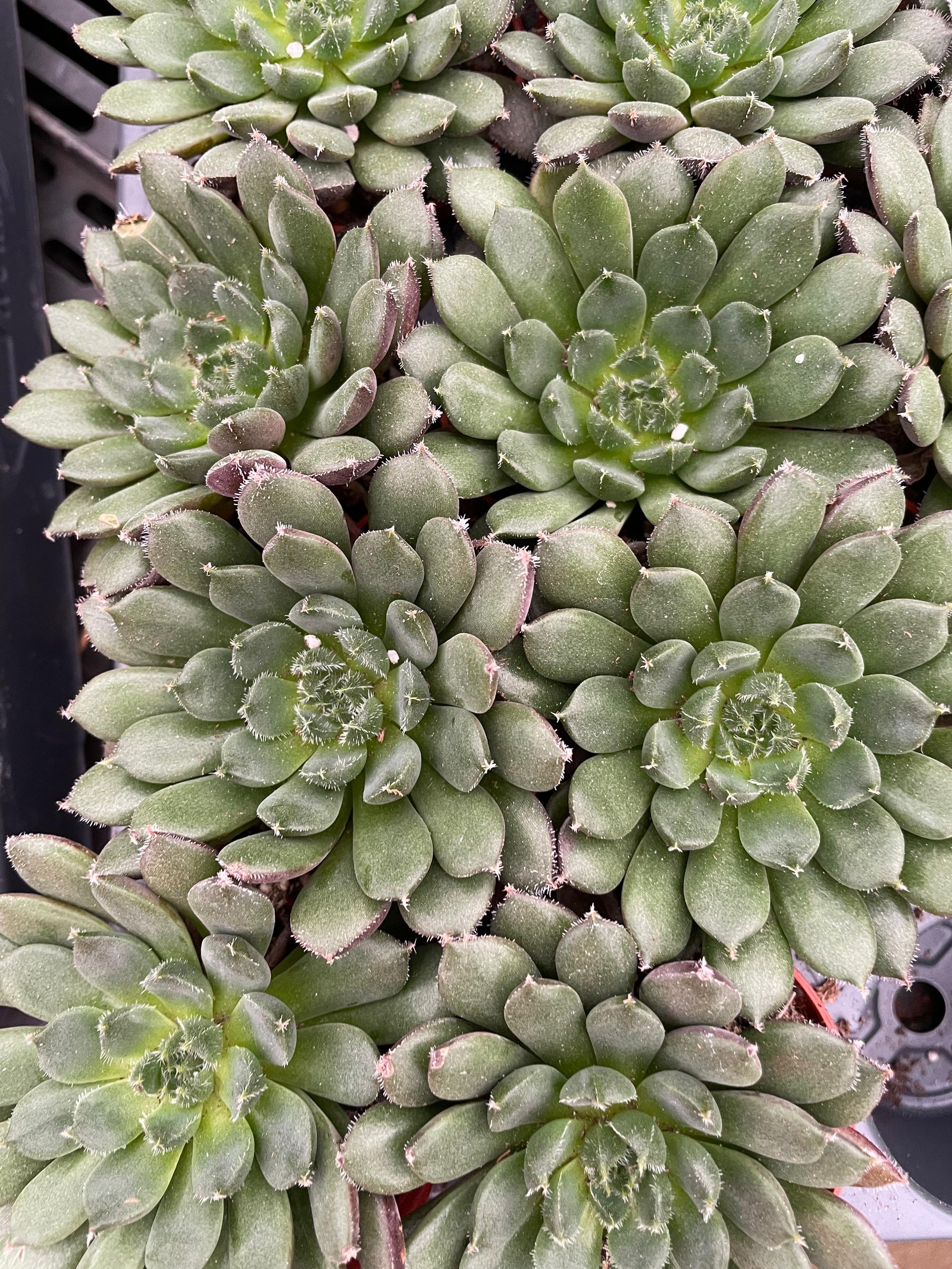 Echeverias Cactus - Shape 3 - Image 1