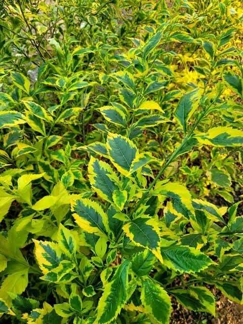 Duranta Gold - Image 3