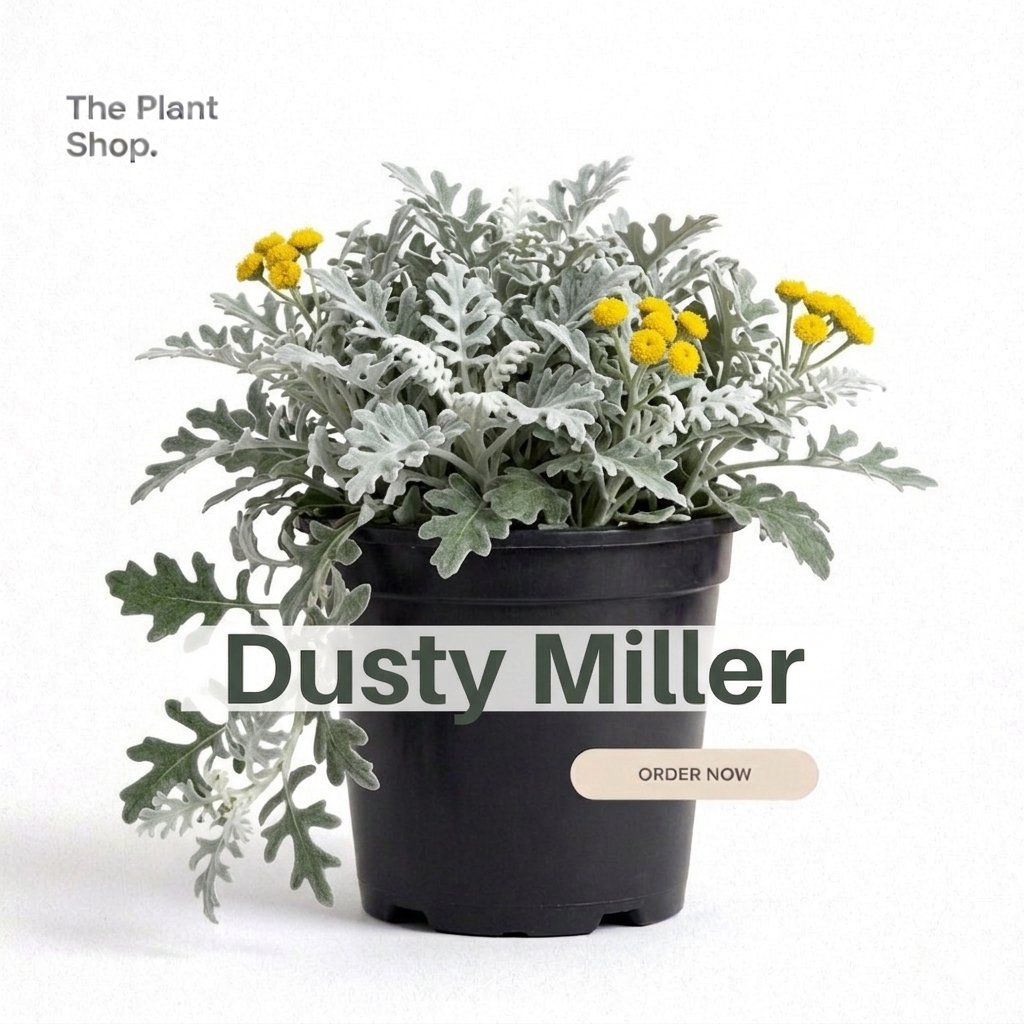 Dusty Miller - Image 1