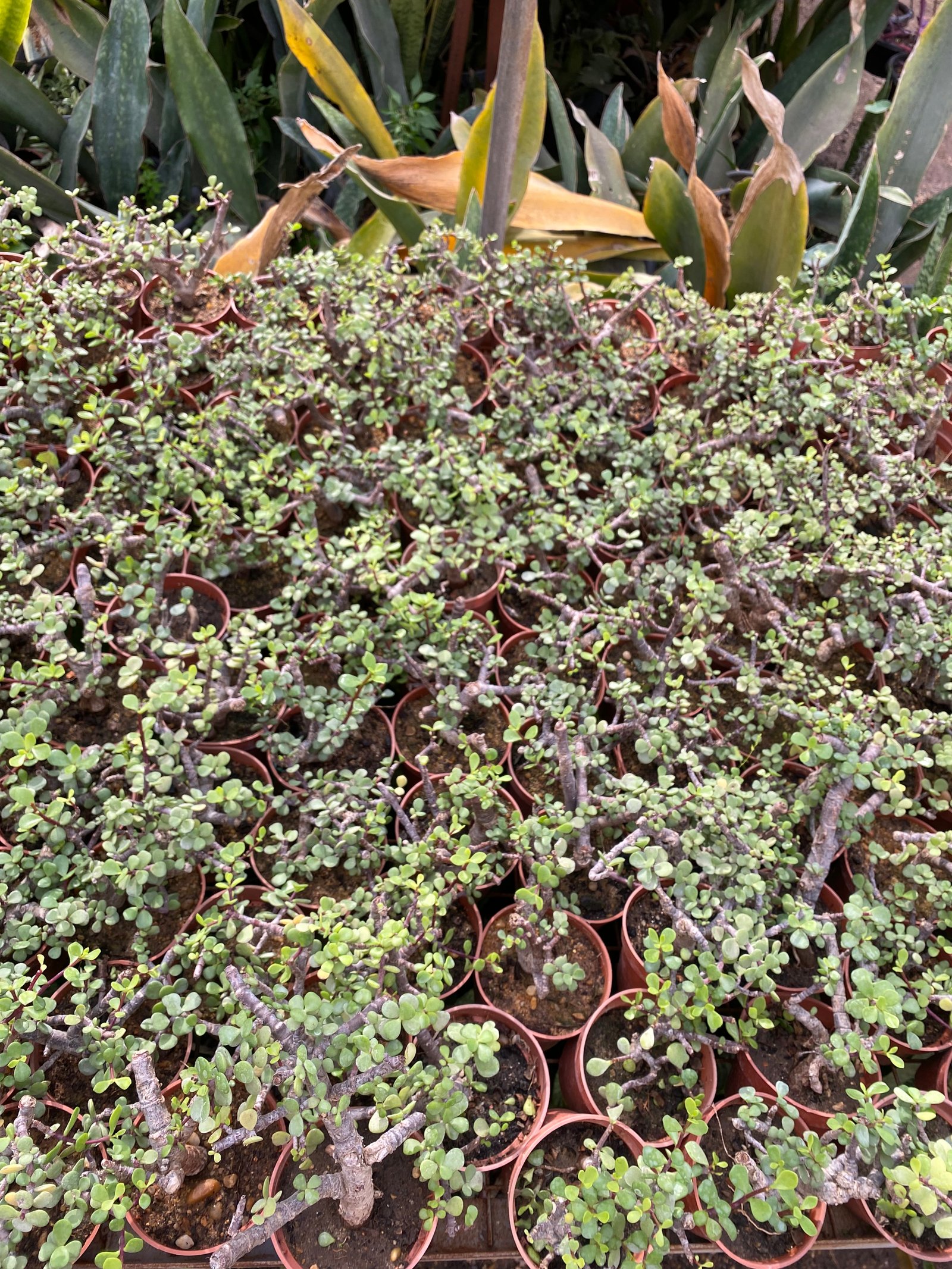 Jade - Image 3