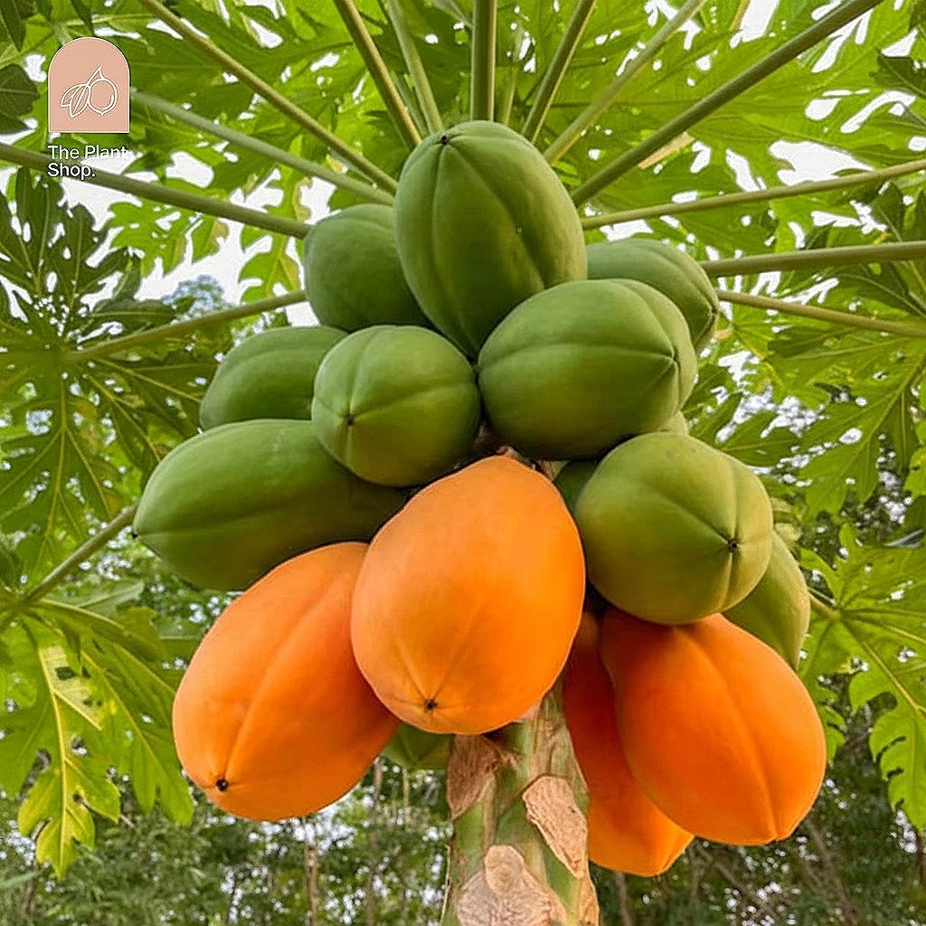 Papaya Tree  - Image 1