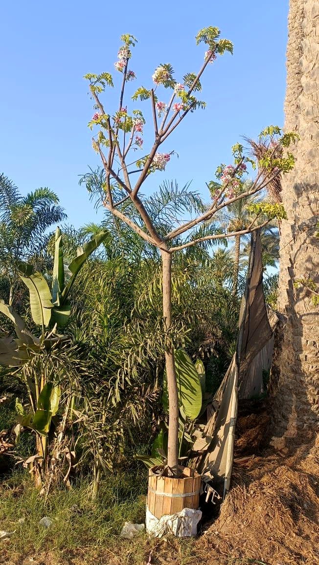 Pink Acacia - Image 4