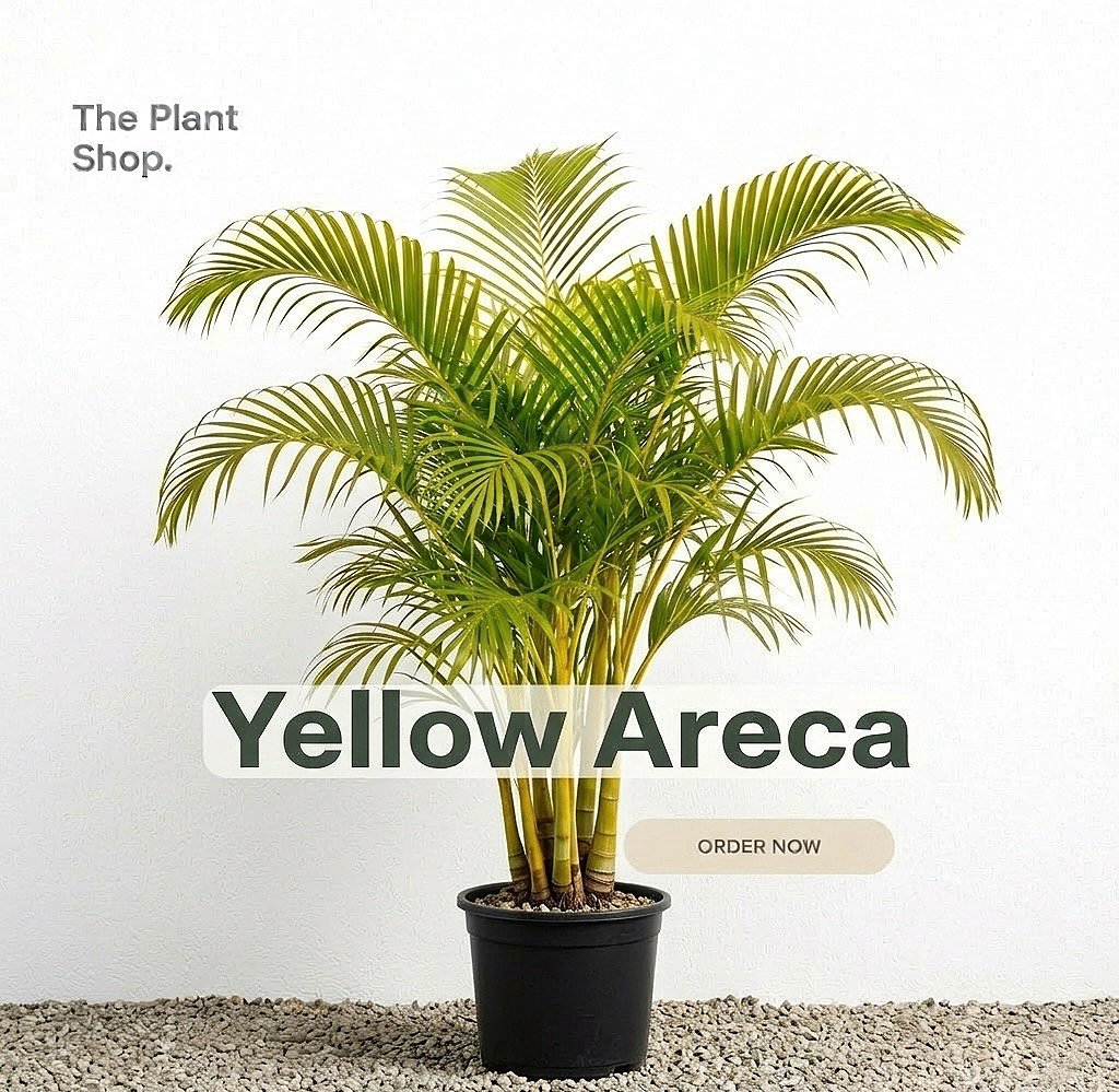 Yellow Areca outdoor - Image 1