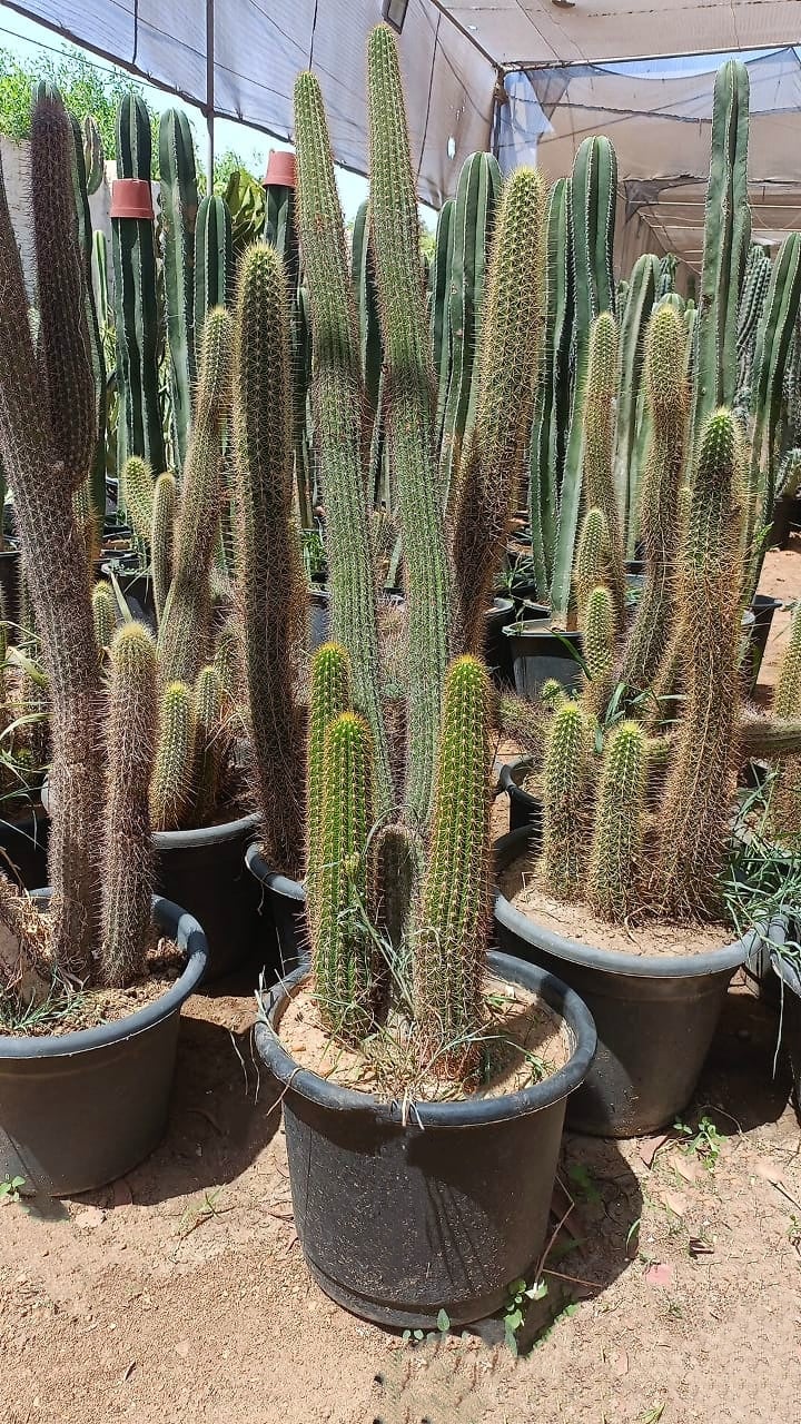 Golden Torch Cactus - Image 1