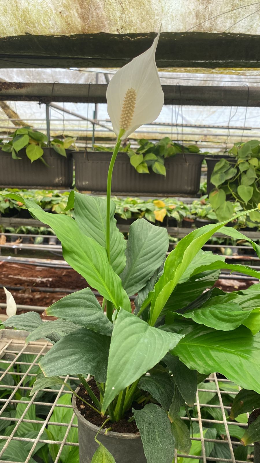Peace Lily - Image 5