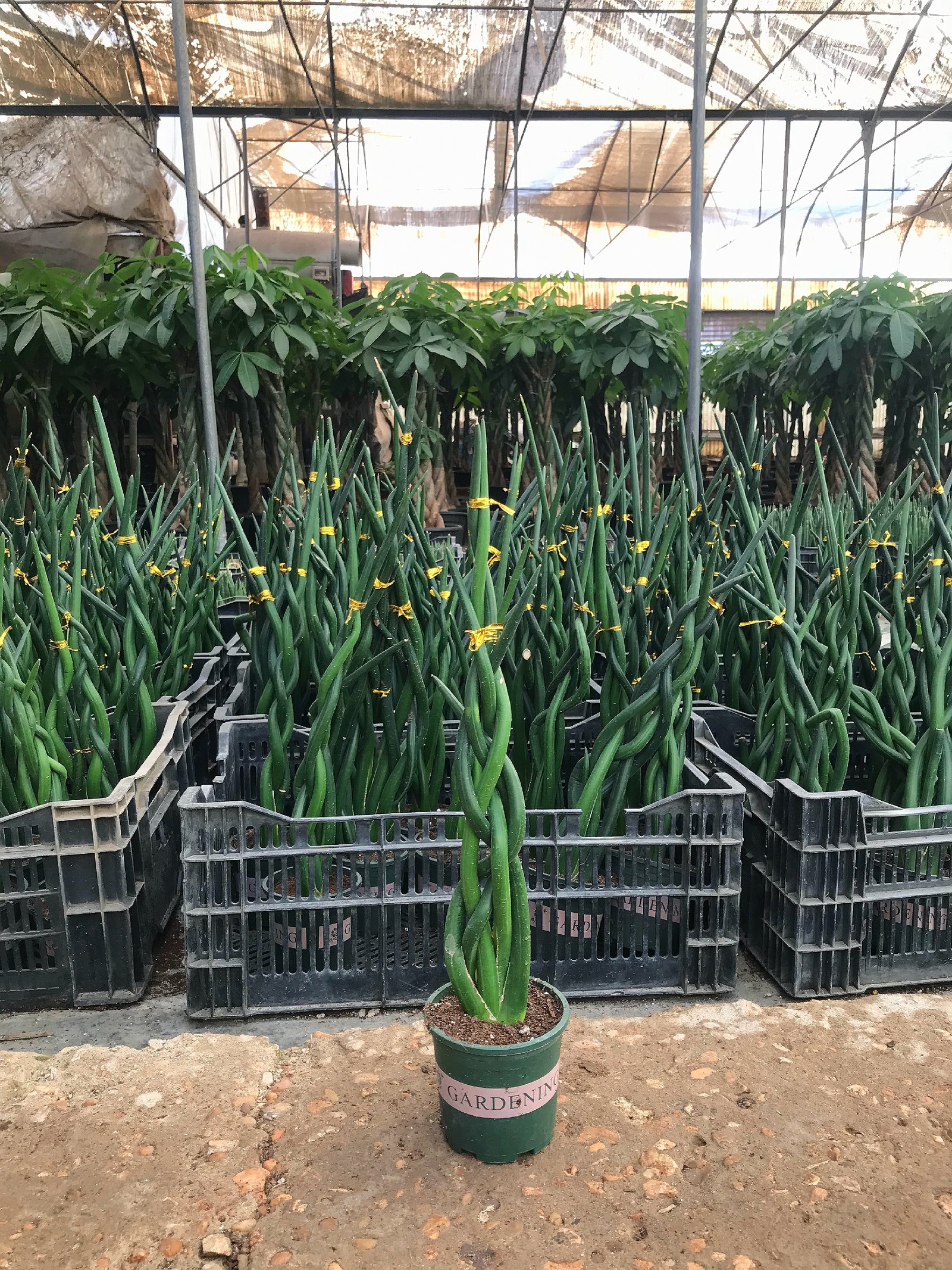 Sansevieria Cylindrica - Image 2