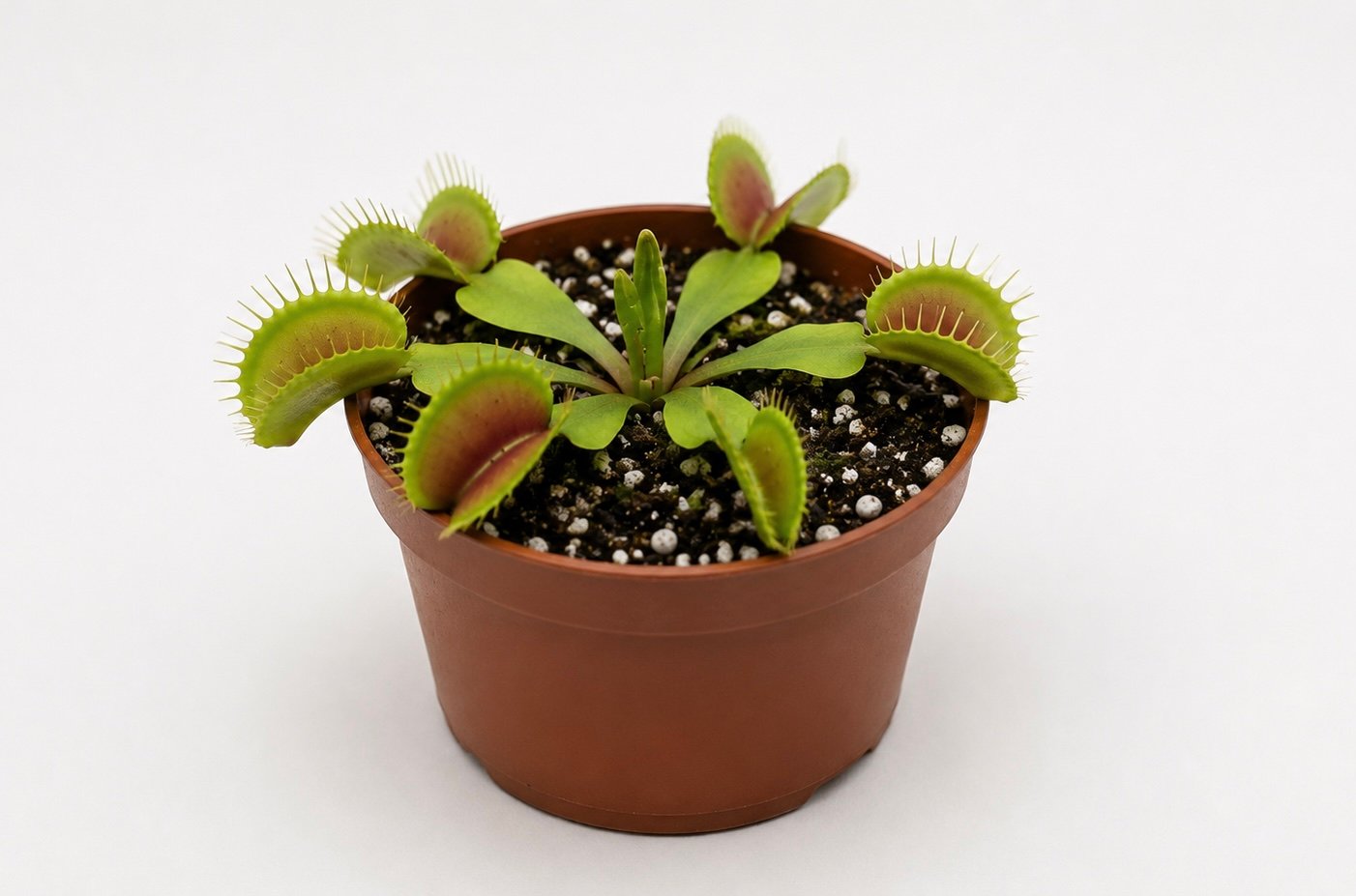 Venus Fly Trap - Image 3