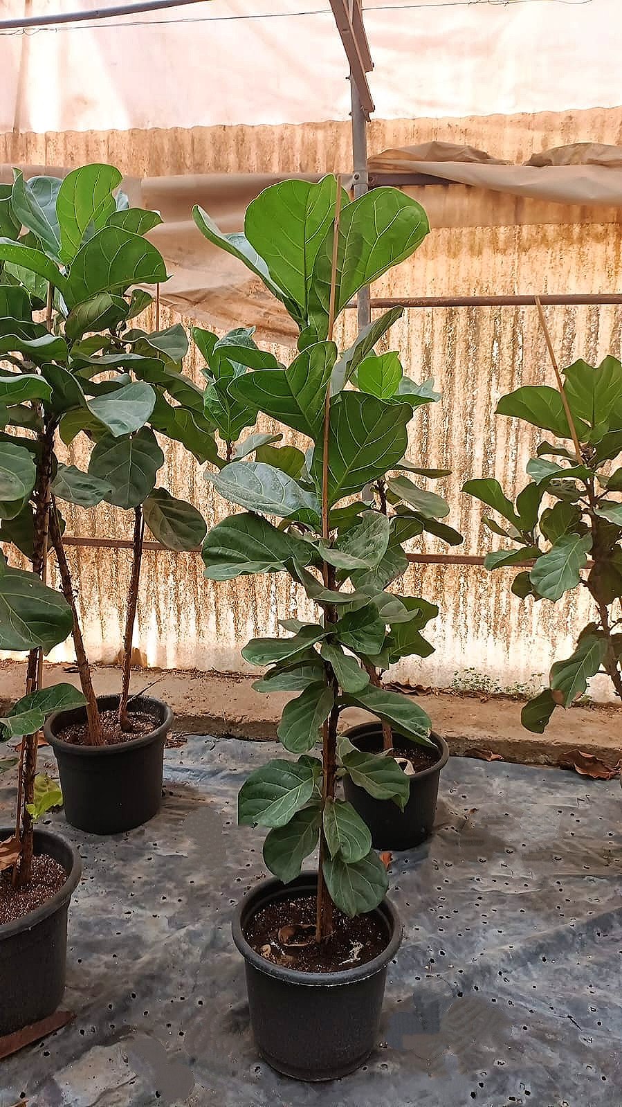 Fiddle Leaf Fig - Image 11
