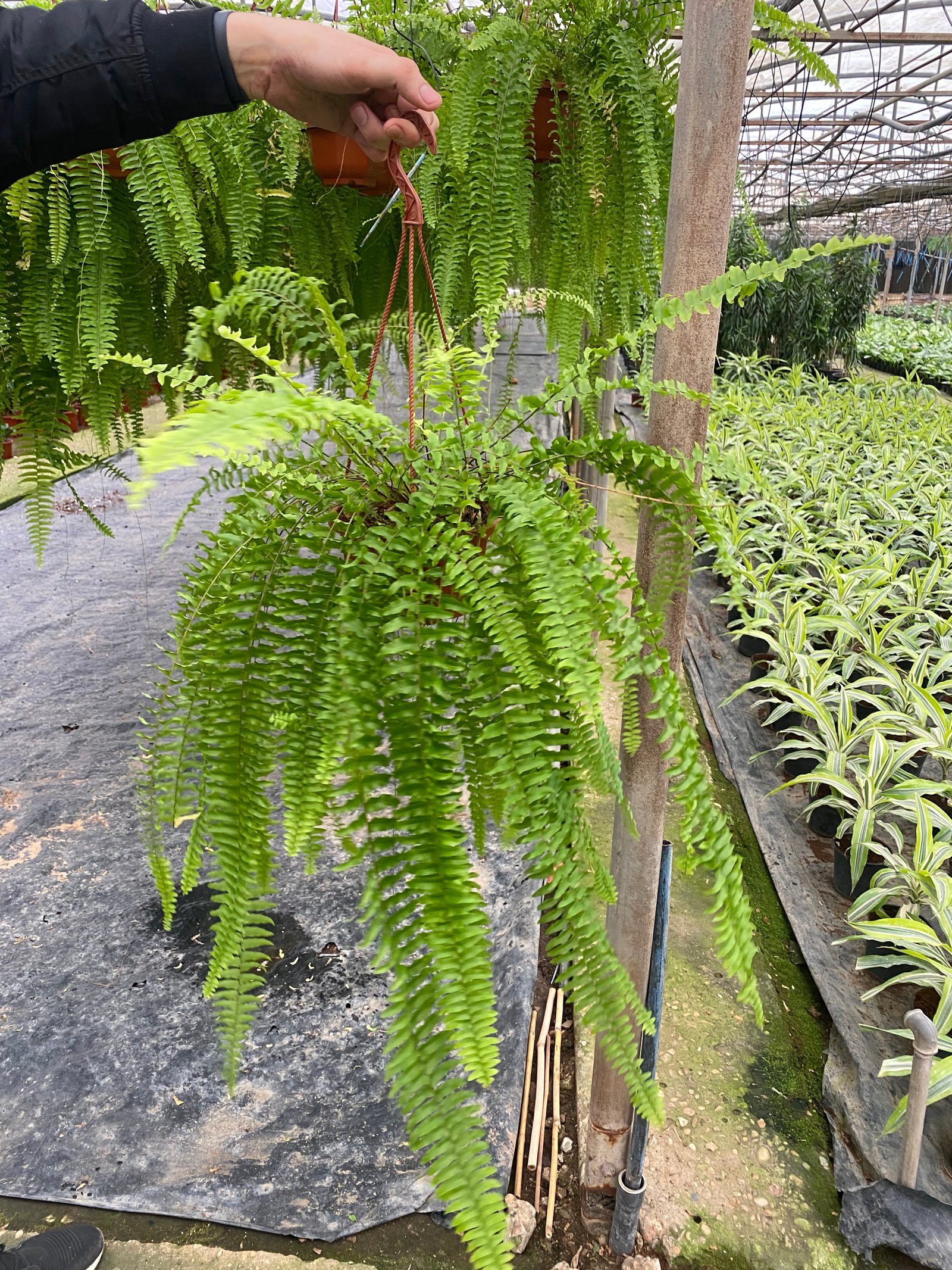 Hanging Boston Fern - Image 2