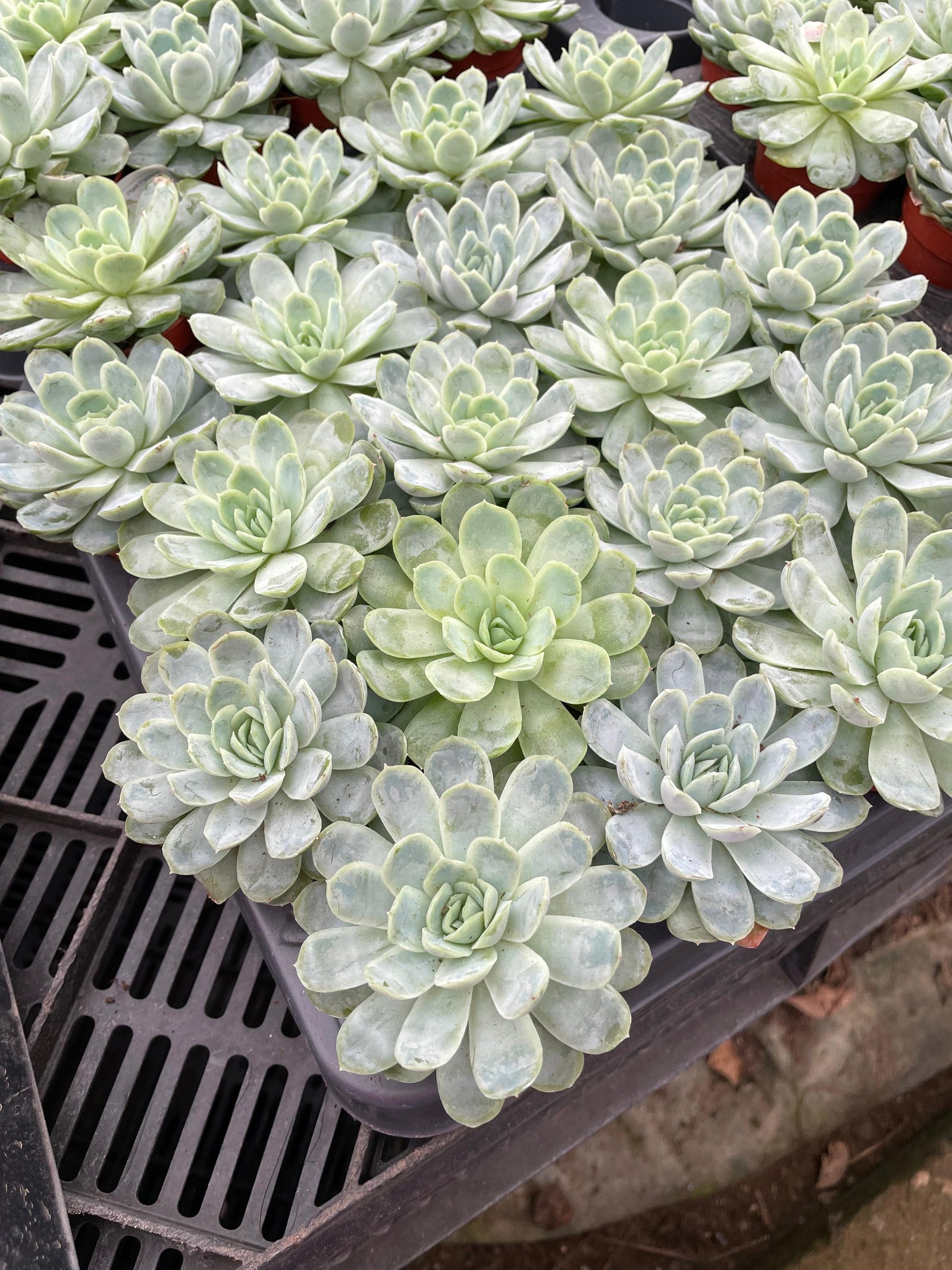 Echeverias Cactus - Shape 2 - Image 2