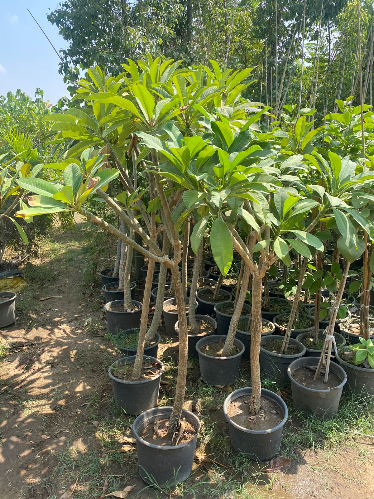 Indian Jasmine  - Image 3