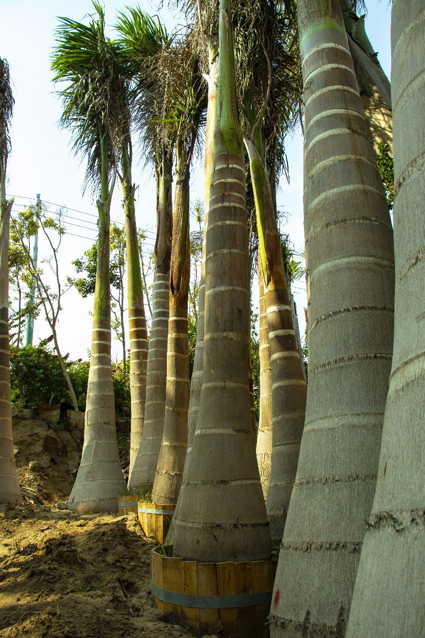Royal Palm - Image 3