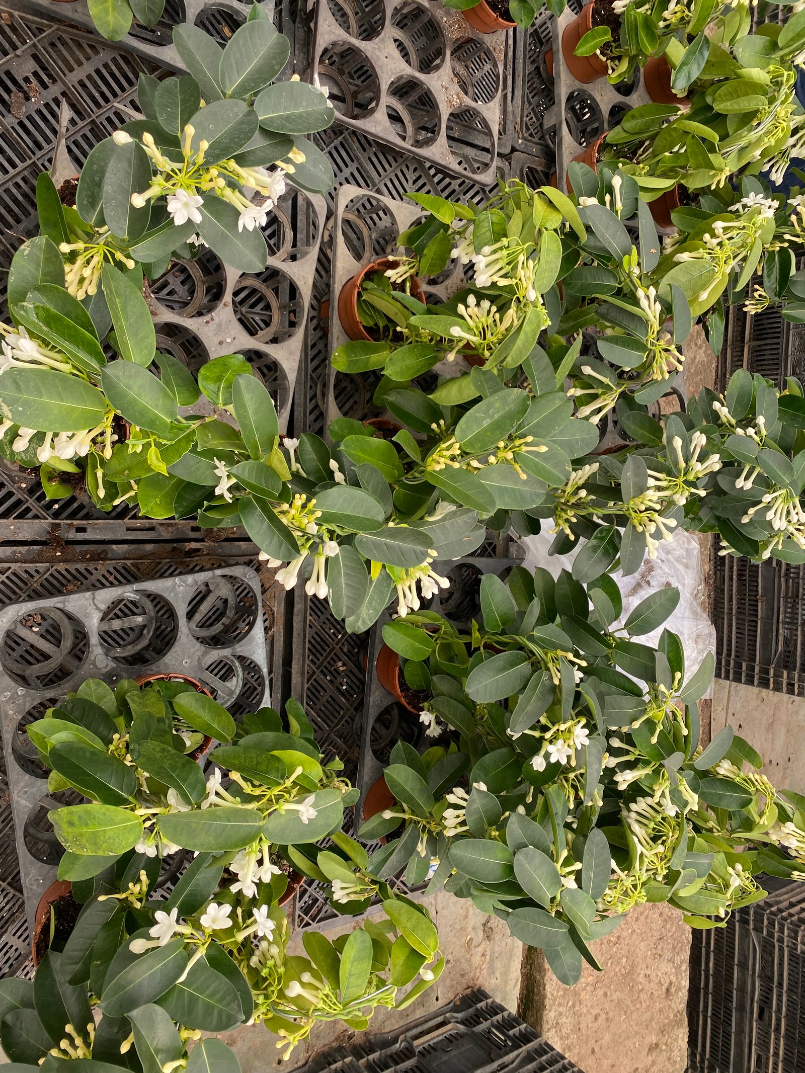 Indoor Jasmine - Image 3