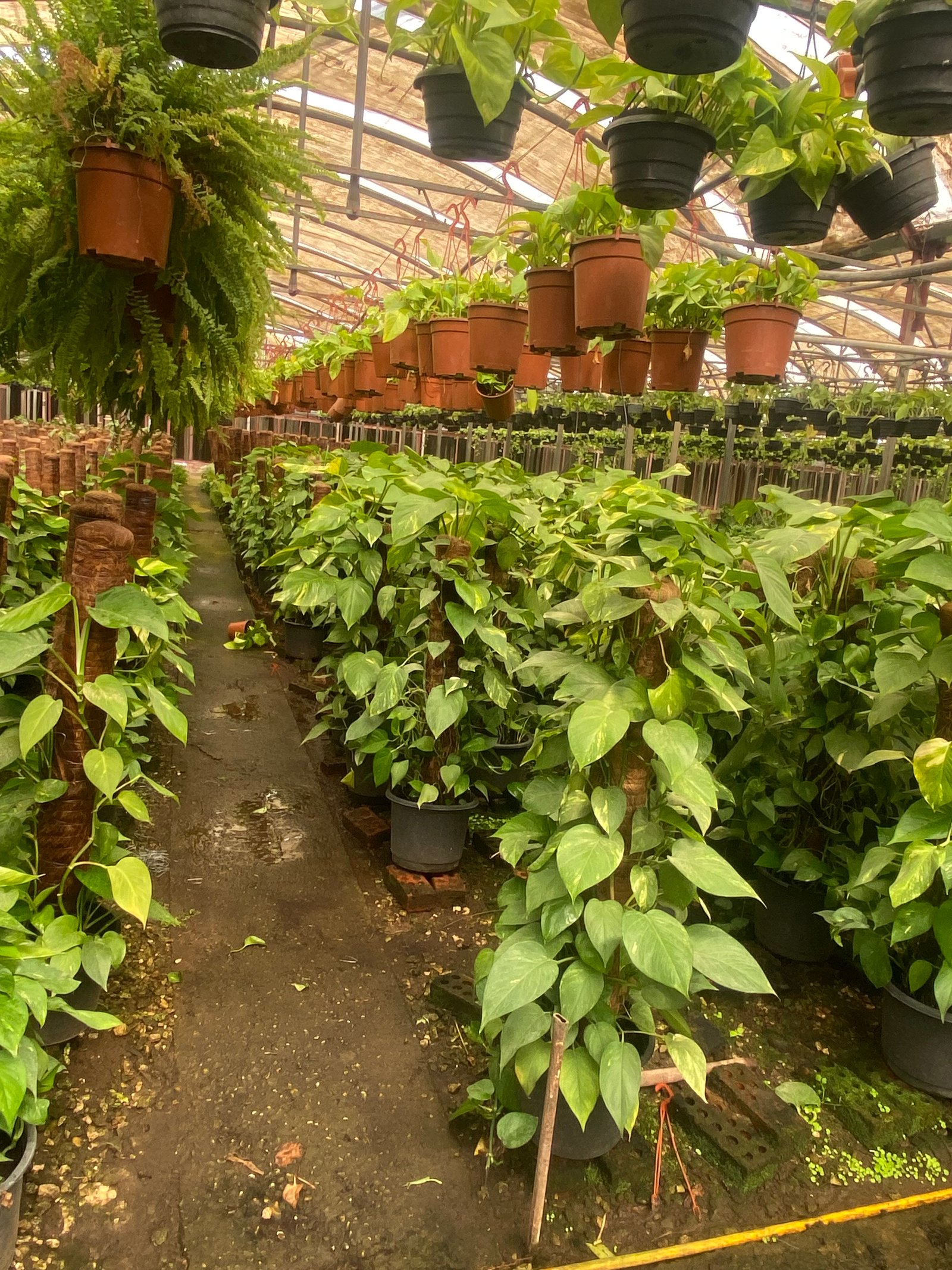  Golden Pothos Stick - Image 7