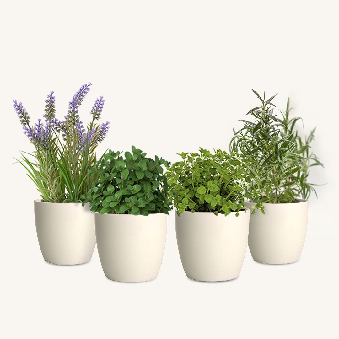 Mix & Match Herb Pots - Image 1