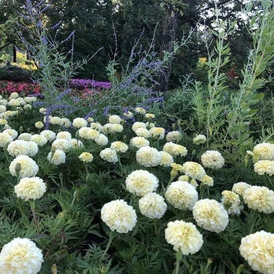 Marigold rose - Image 2